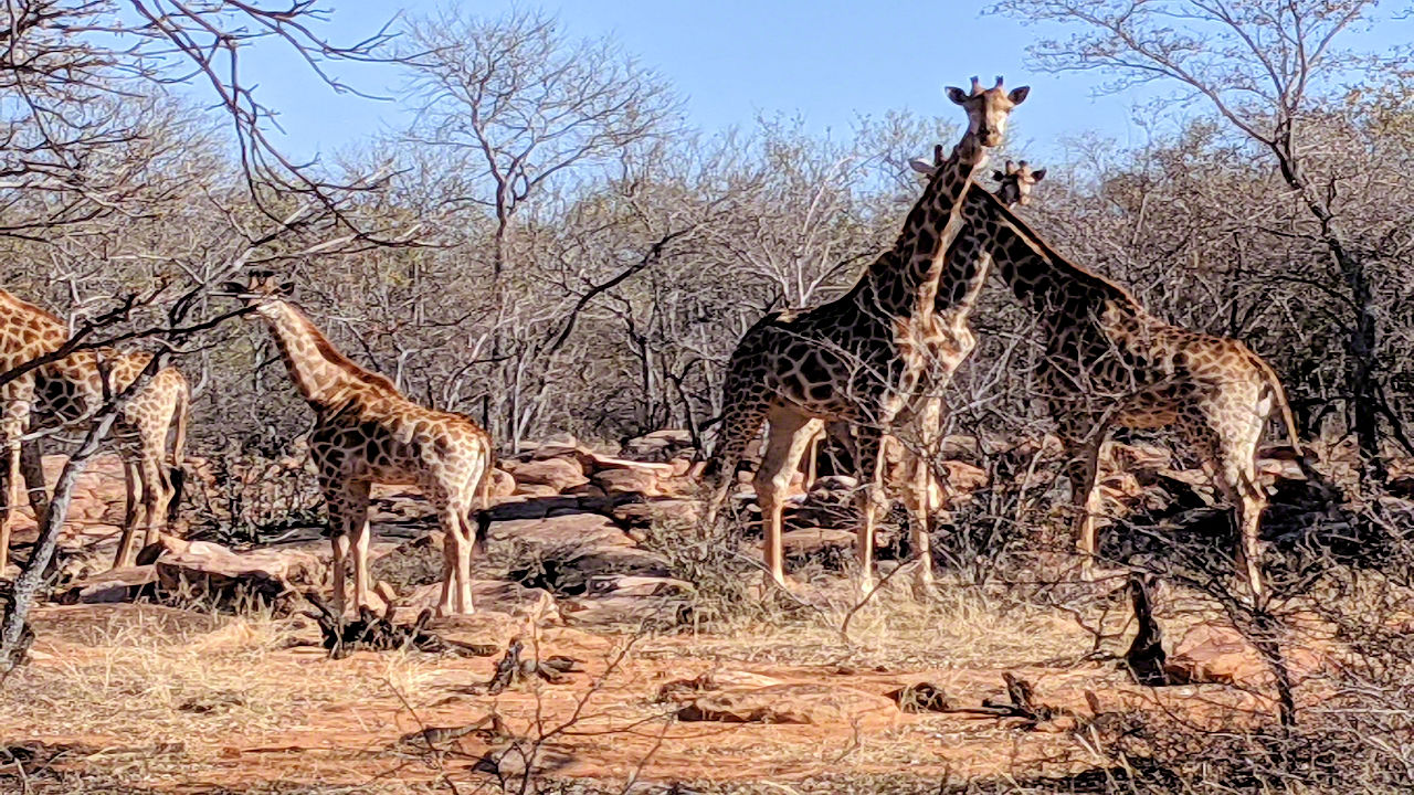 Africaan Safari - Phone Photos! - The World Tour - Travel Adventure Club