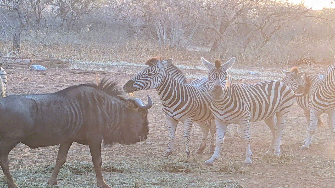 Africaan Safari - Phone Photos! - The World Tour - Travel Adventure Club
