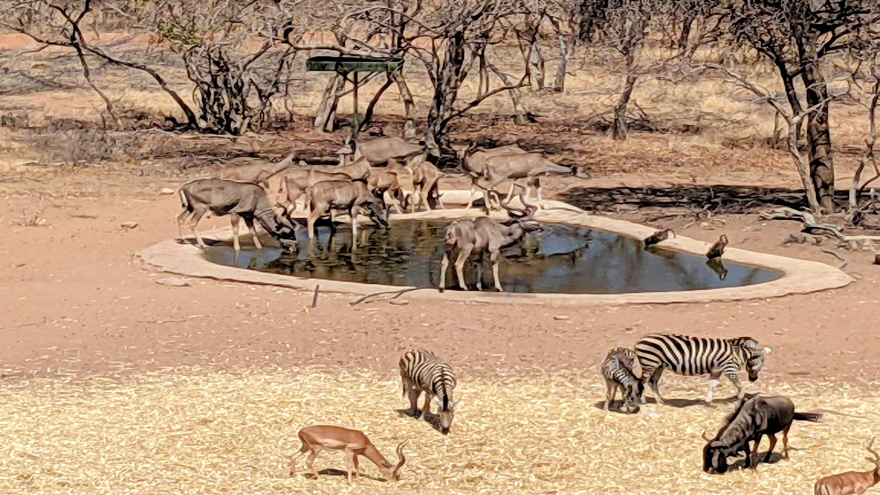 Africaan Safari - Phone Photos! - The World Tour - Travel Adventure Club