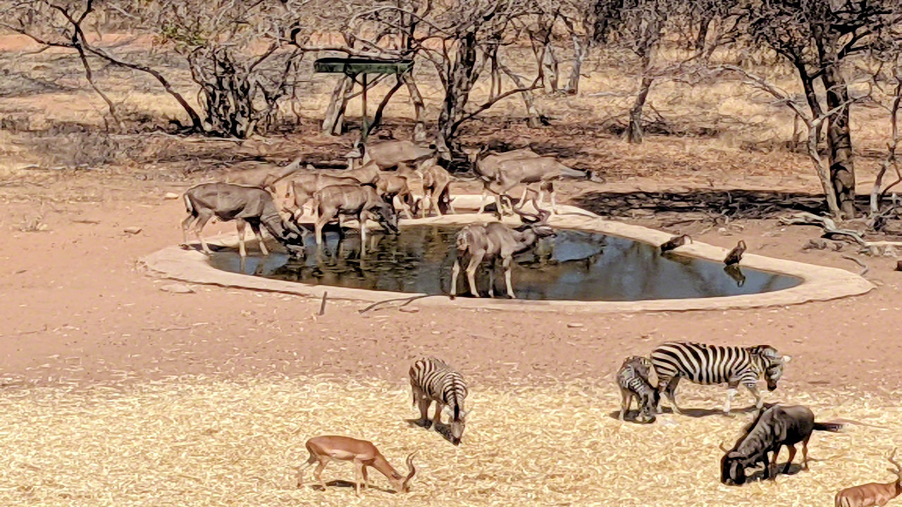 Africaan Safari - Phone Photos! - The World Tour - Travel Adventure Club