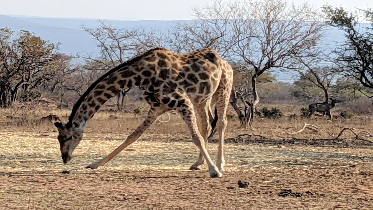 Africaan Safari - Phone Photos! - The World Tour - Travel Adventure Club